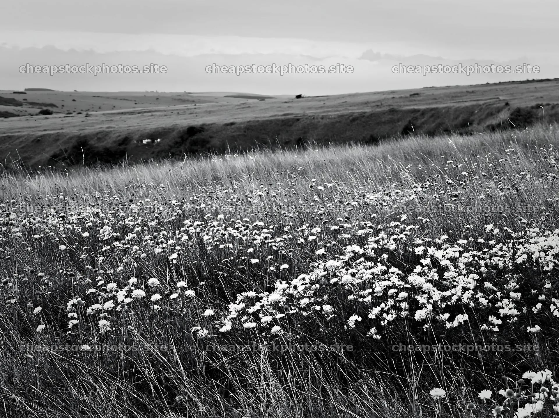 Cloudy chalk meadow with white flowers across grassy land – stock photos 9174x6866