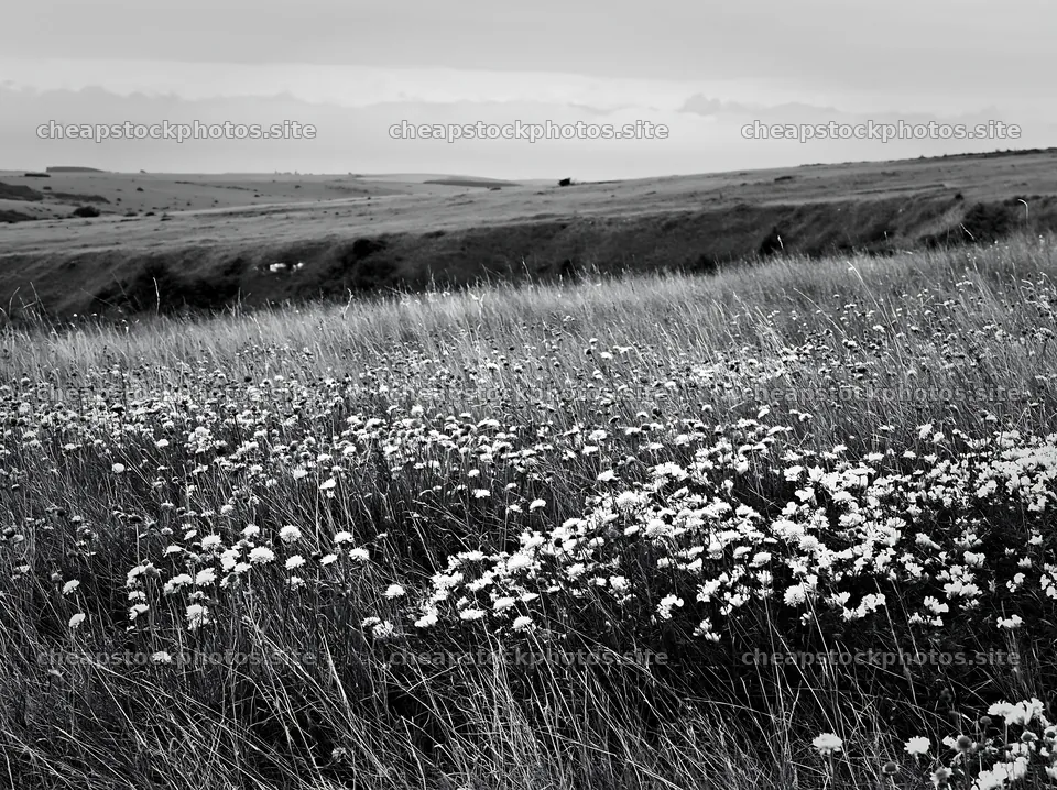 Cloudy chalk meadow with white flowers across grassy land – stock photos 9174x6866