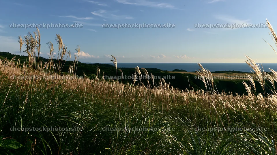 Iwate rain refreshed meadow seedhead foreground – stock photos 10608x5938