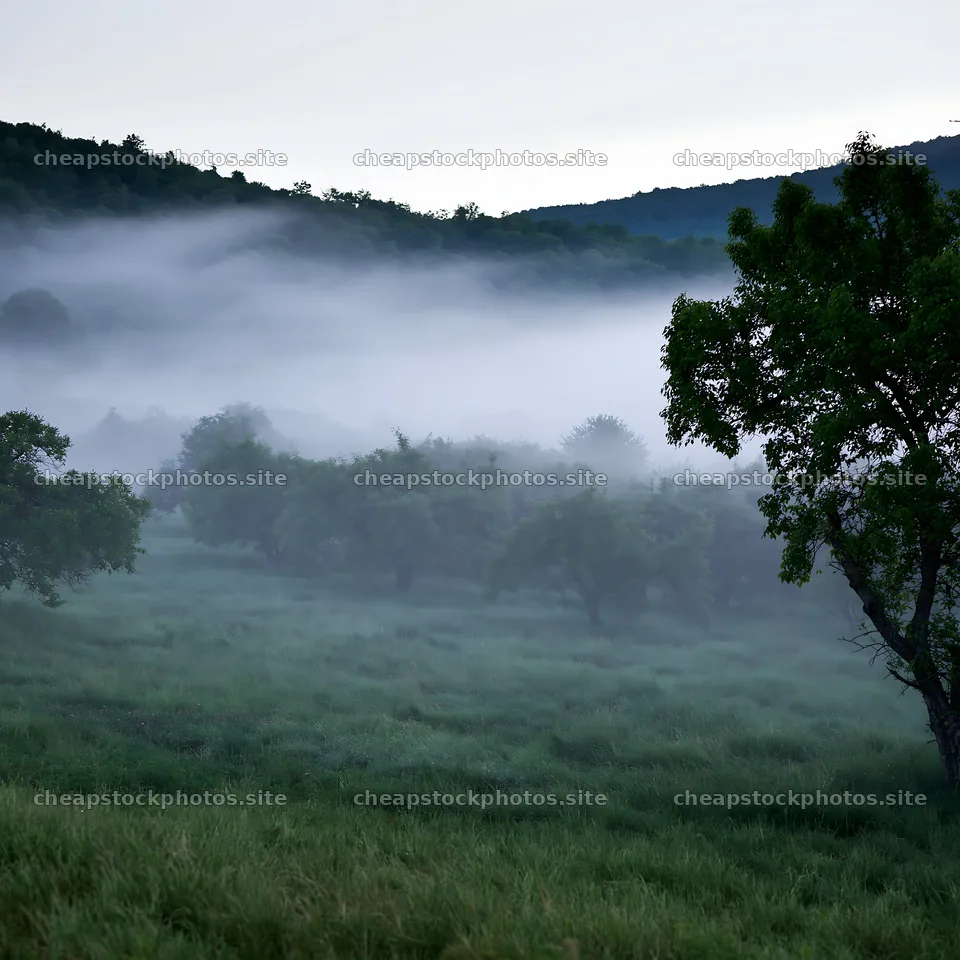Misty valley apple meadow at dawn – stock photos 7938x7938