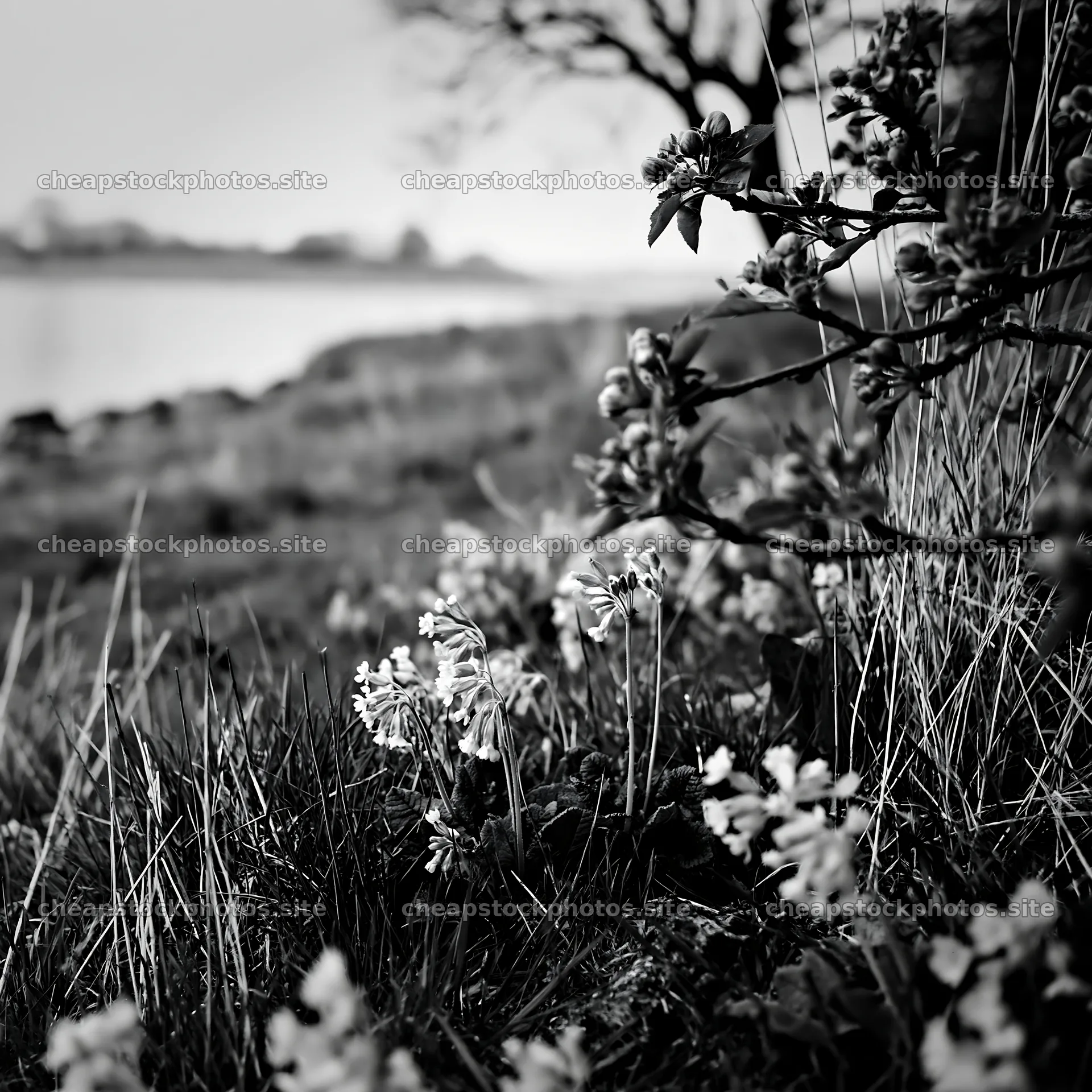 Lakeside orchard meadow with blooming flowers in the foreground – stock photos 7938x7938