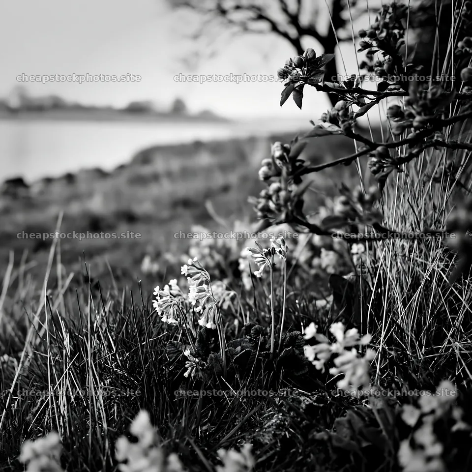 Lakeside orchard meadow with blooming flowers in the foreground – stock photos 7938x7938