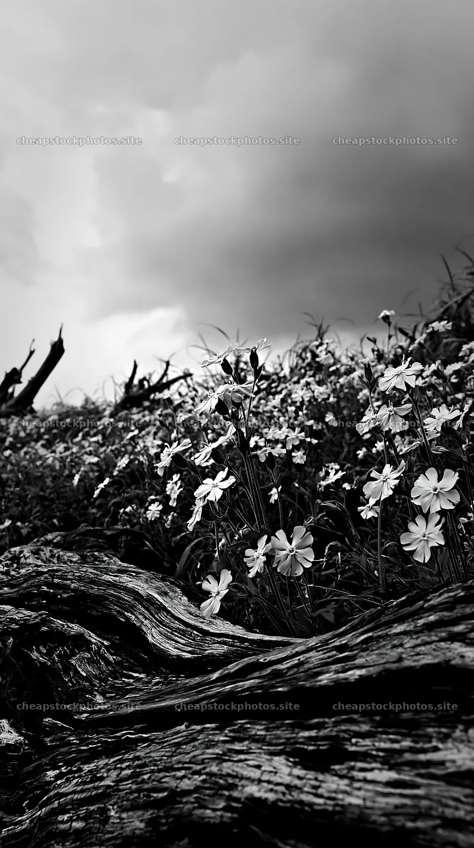 Chiba coastal climate meadow with driftwood and pink flowers – stock photos 5938x10608