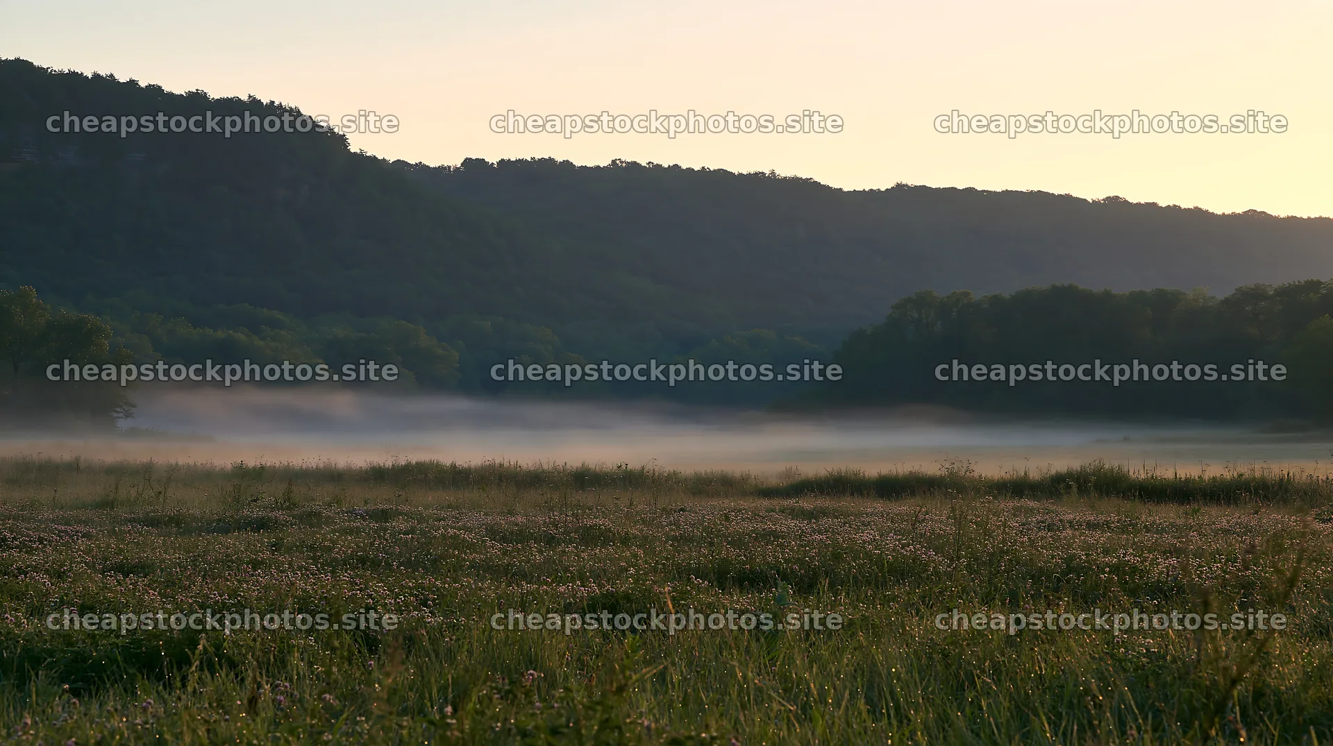 Clover meadow with dew at dawn near a forest – stock photos 10608x5938