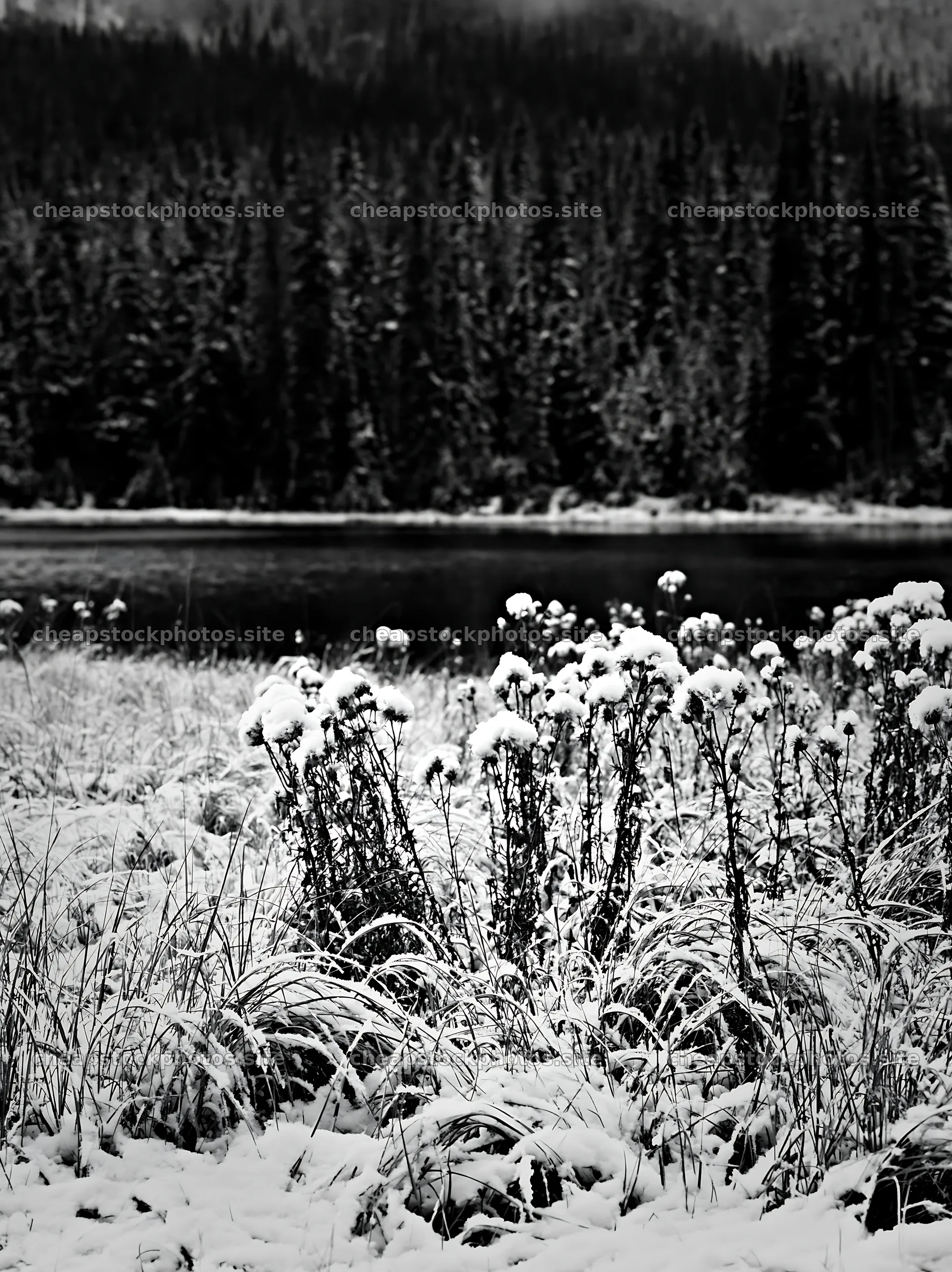 Lakeside meadow after first snowfall in black and white – stock photos 6866x9174