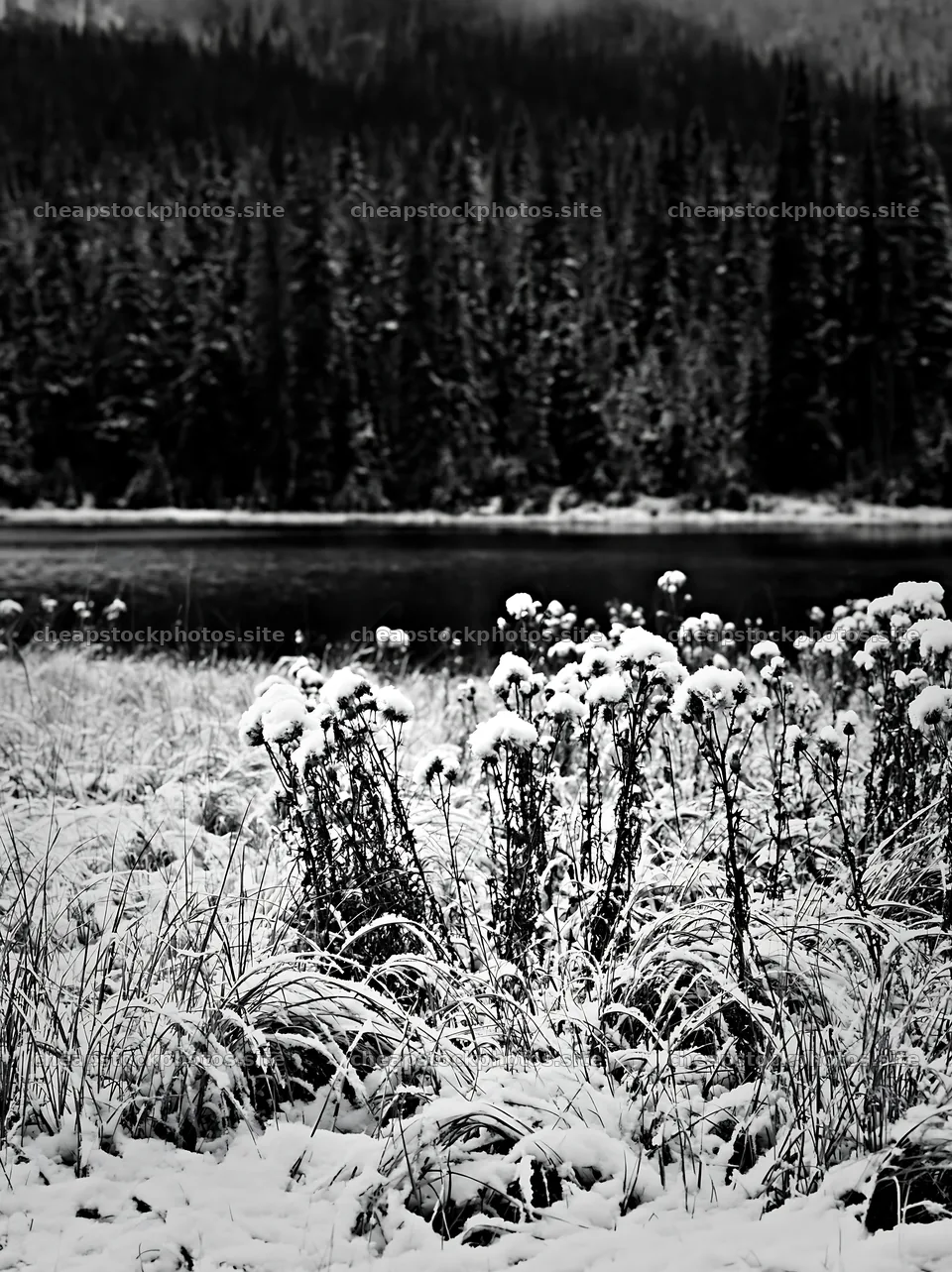 Lakeside meadow after first snowfall in black and white – stock photos 6866x9174