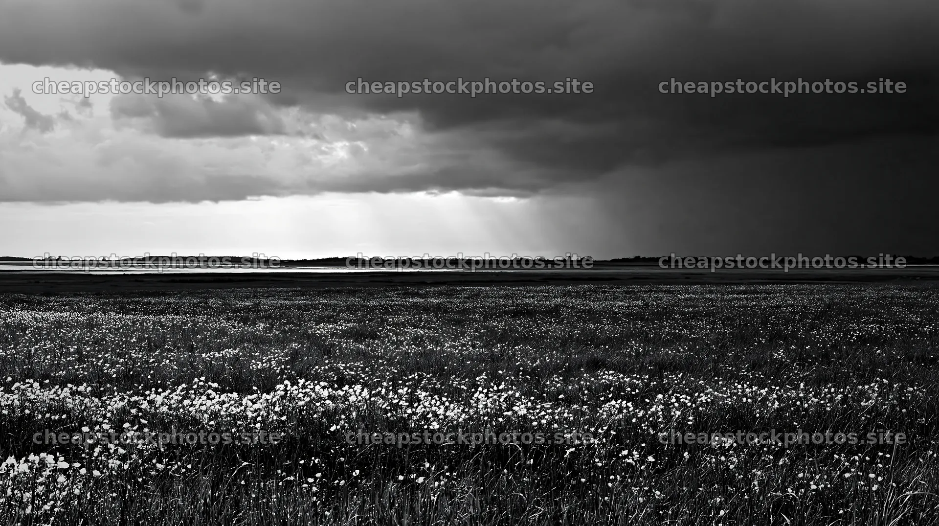 Colorful buttercup meadow under cloudy sky – stock photos 10608x5938