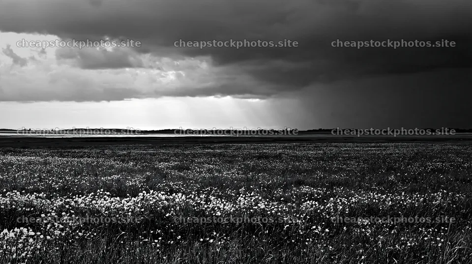 Colorful buttercup meadow under cloudy sky – stock photos 10608x5938