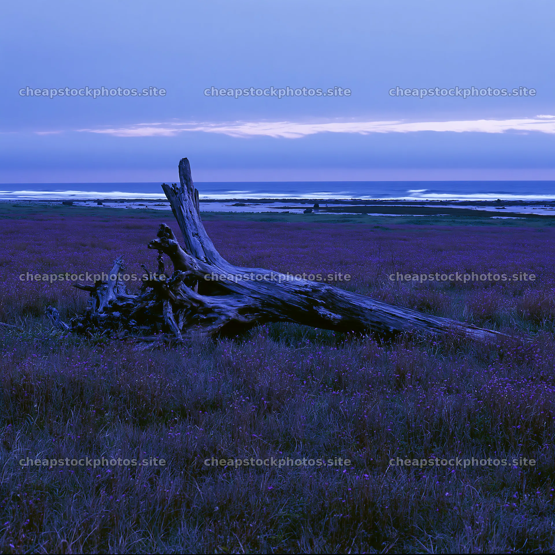Ishikawa coastal meadow storm washed driftwood under twilight skies – stock photos 7938x7938