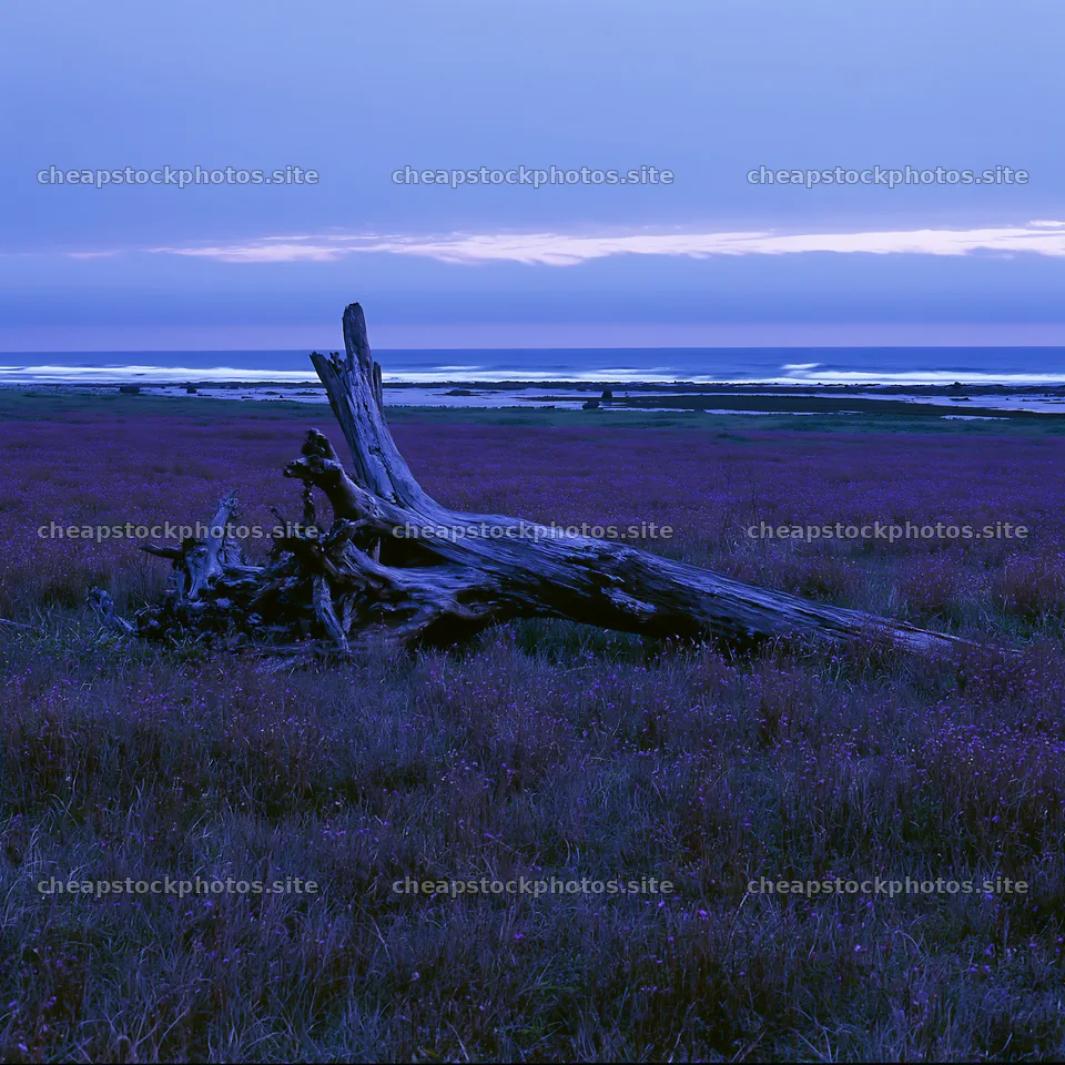 Ishikawa coastal meadow storm washed driftwood under twilight skies – stock photos 7938x7938