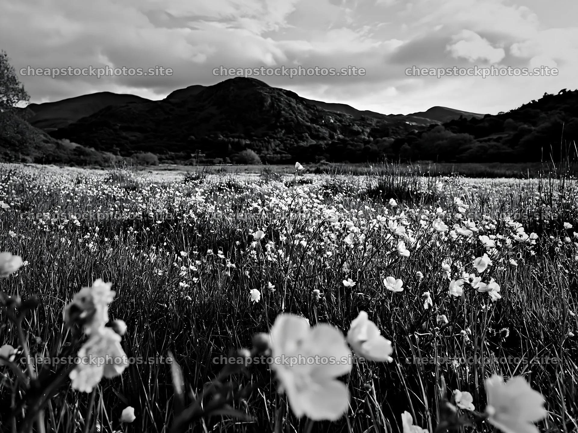 Colorful buttercup meadow with mountains in the background – stock photos 9174x6866