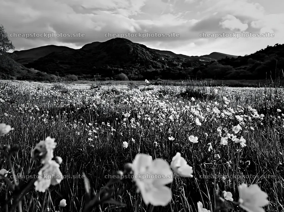 Colorful buttercup meadow with mountains in the background – stock photos 9174x6866