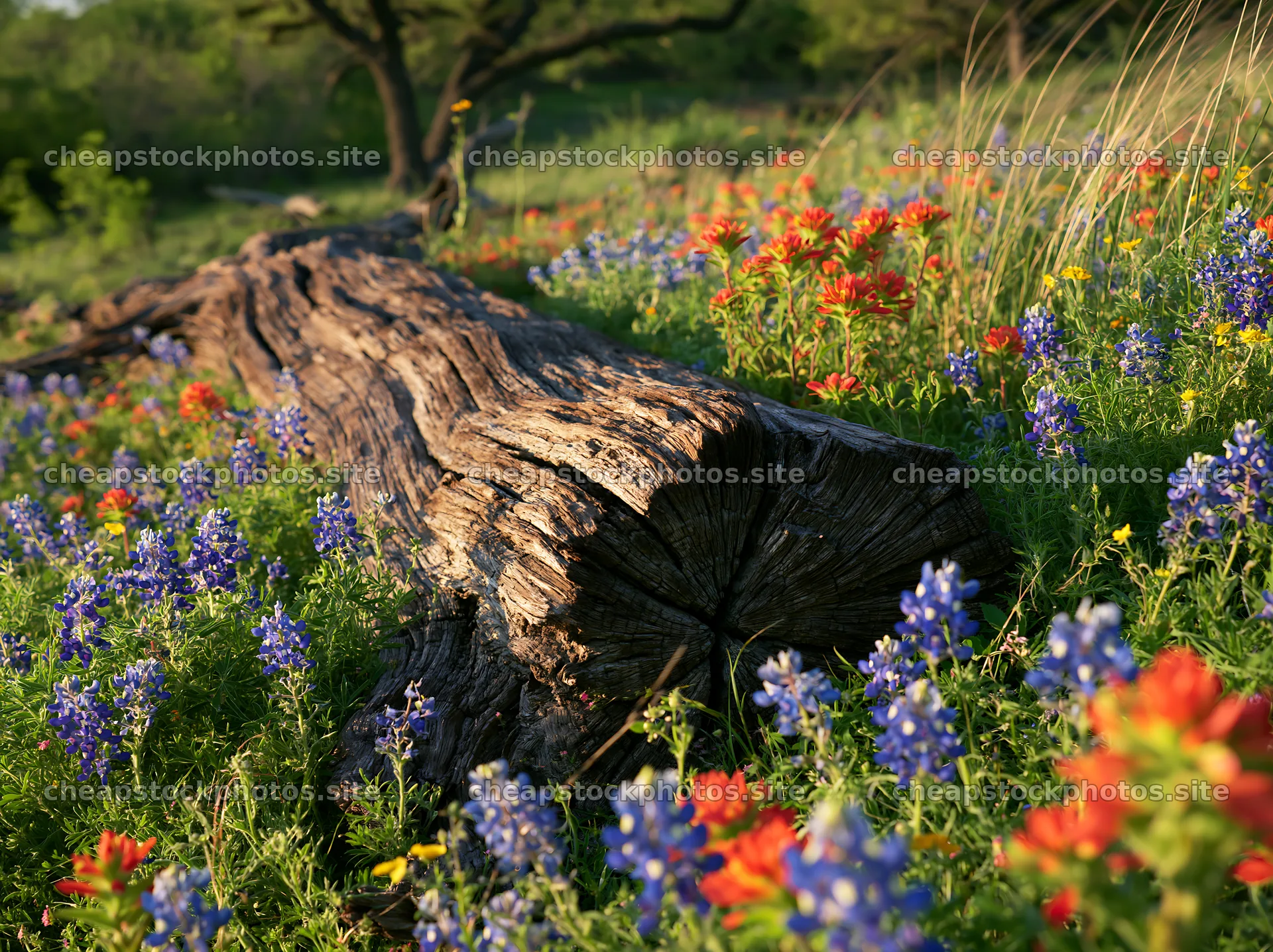 Weathered log surrounded by wildflowers in a meadow – stock photos 9174x6866