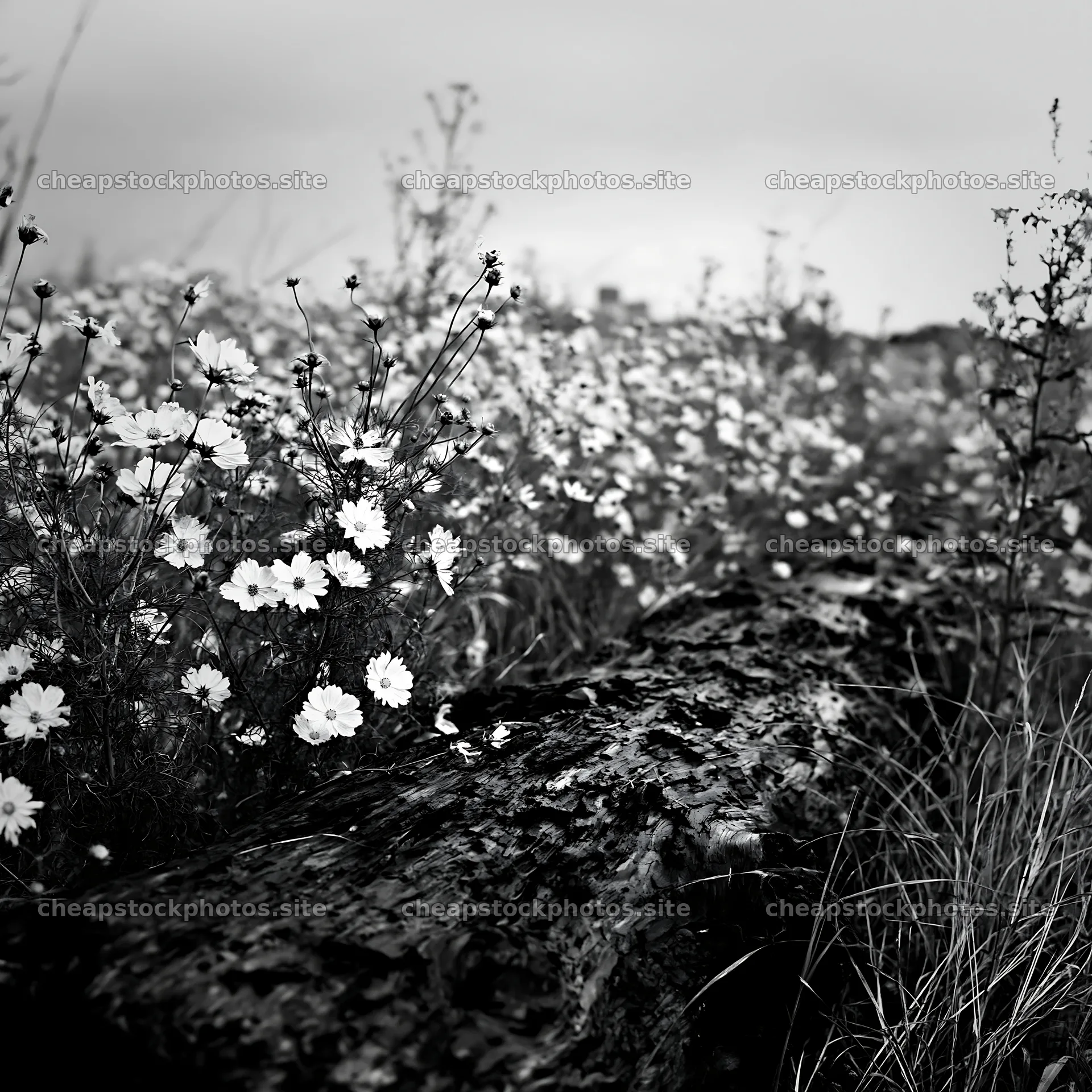 Chiba coastal climate meadow with driftwood and flowers – stock photos 7938x7938
