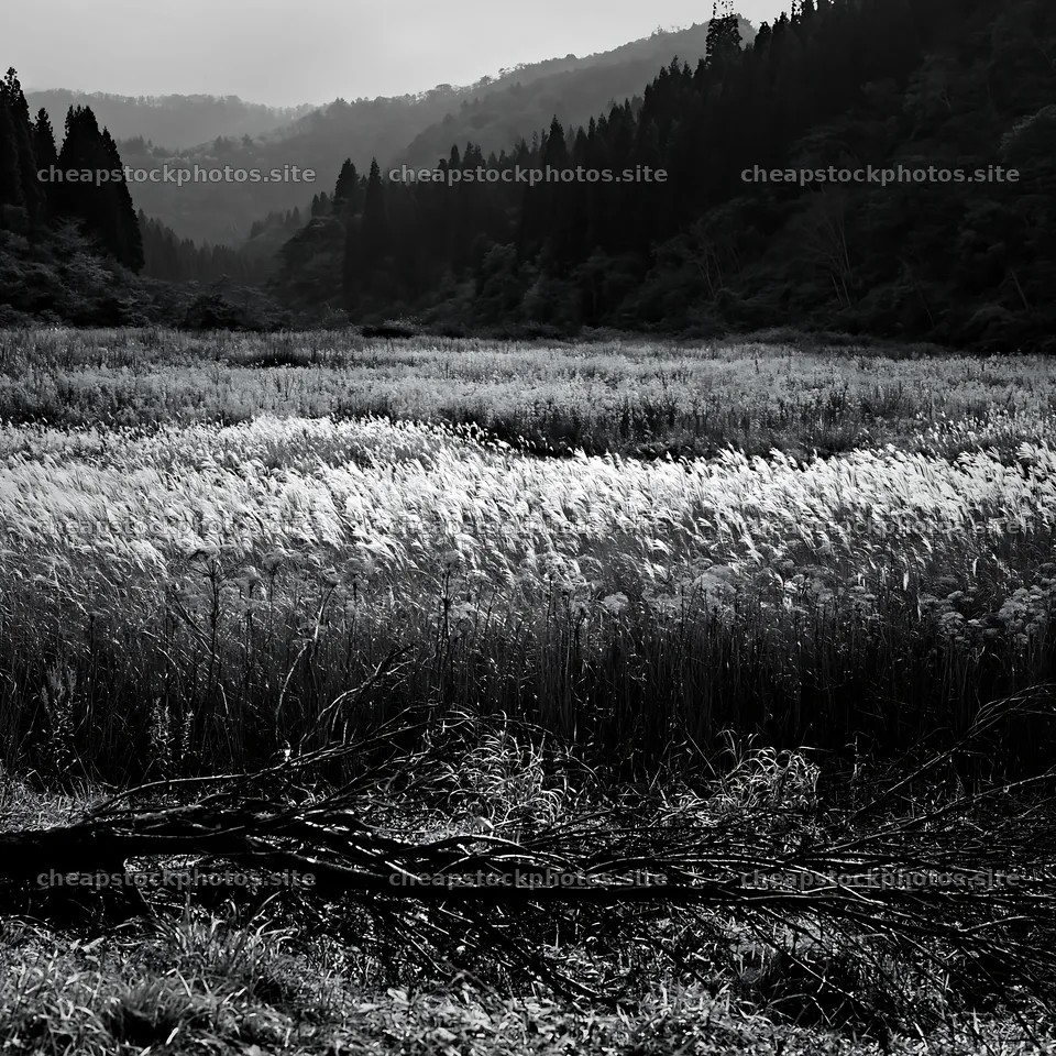 Yamagata rewilded meadow with fallen branch in foreground – stock photos 7938x7938