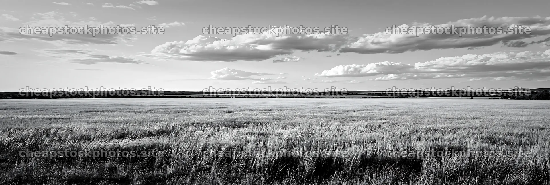 Seedhead meadow under cloudy sky at dusk – stock photos 13690x4602