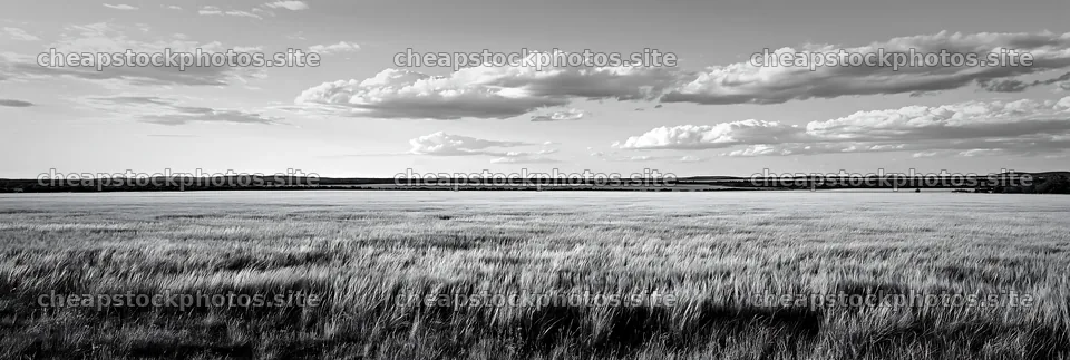 Seedhead meadow under cloudy sky at dusk – stock photos 13690x4602