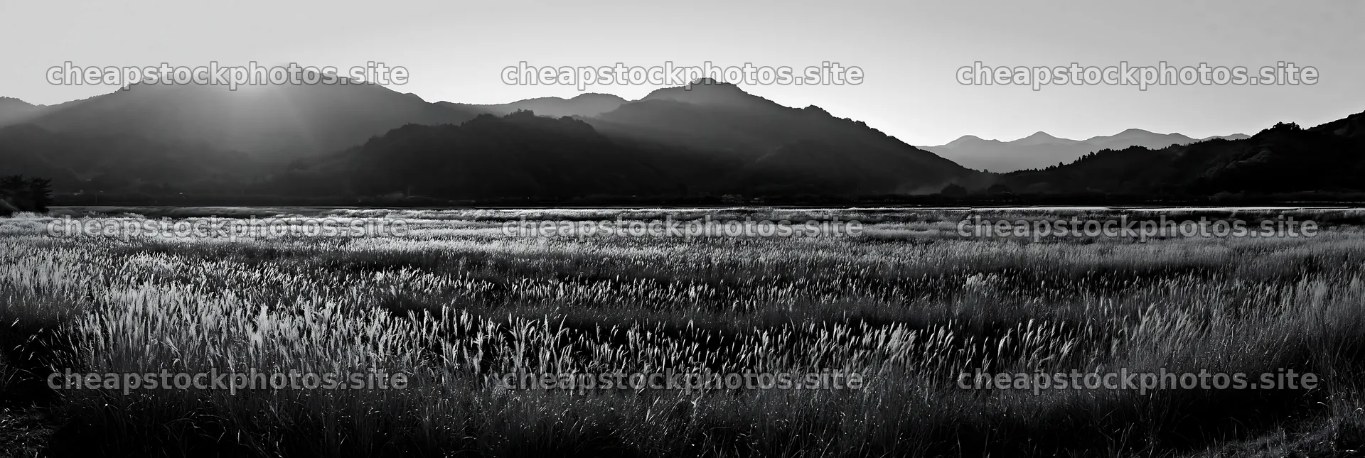 Aichi restored meadow autumn seedheads foreground – stock photos 13690x4602