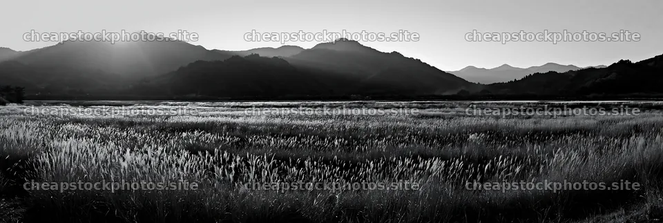 Aichi restored meadow autumn seedheads foreground – stock photos 13690x4602