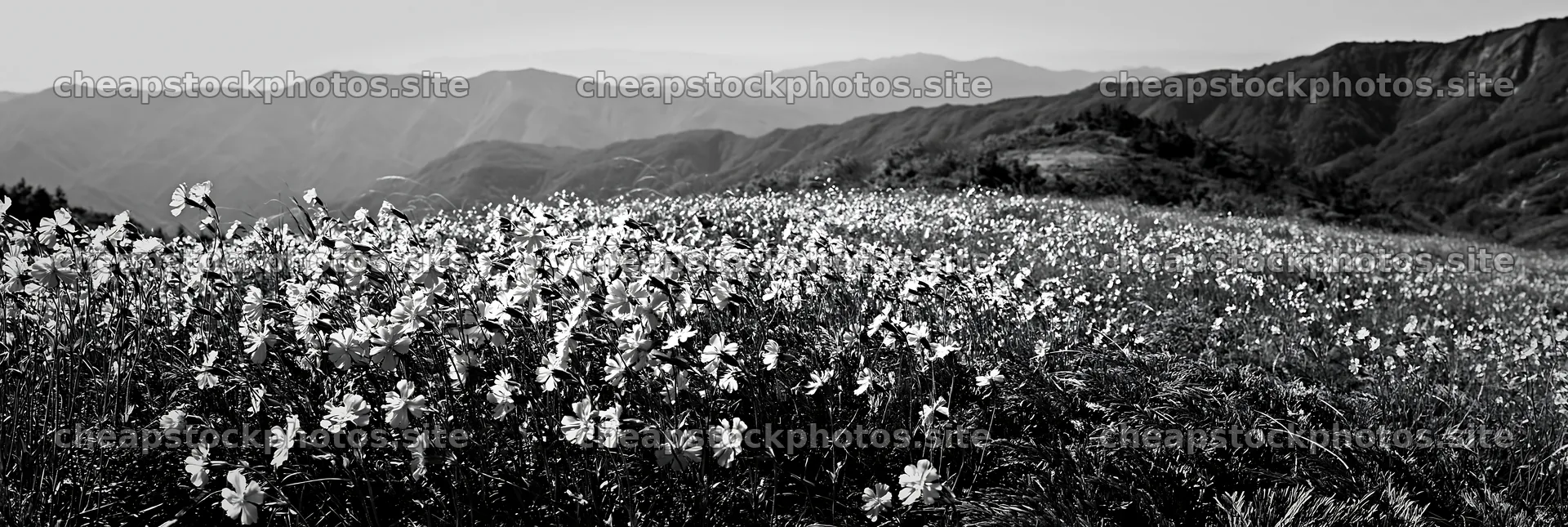 Mountain meadow with ferns and flowers in Tokushima – stock photos 13690x4602
