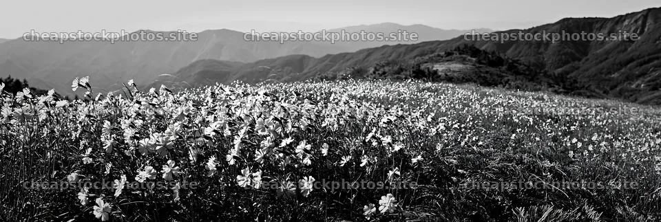 Mountain meadow with ferns and flowers in Tokushima – stock photos 13690x4602