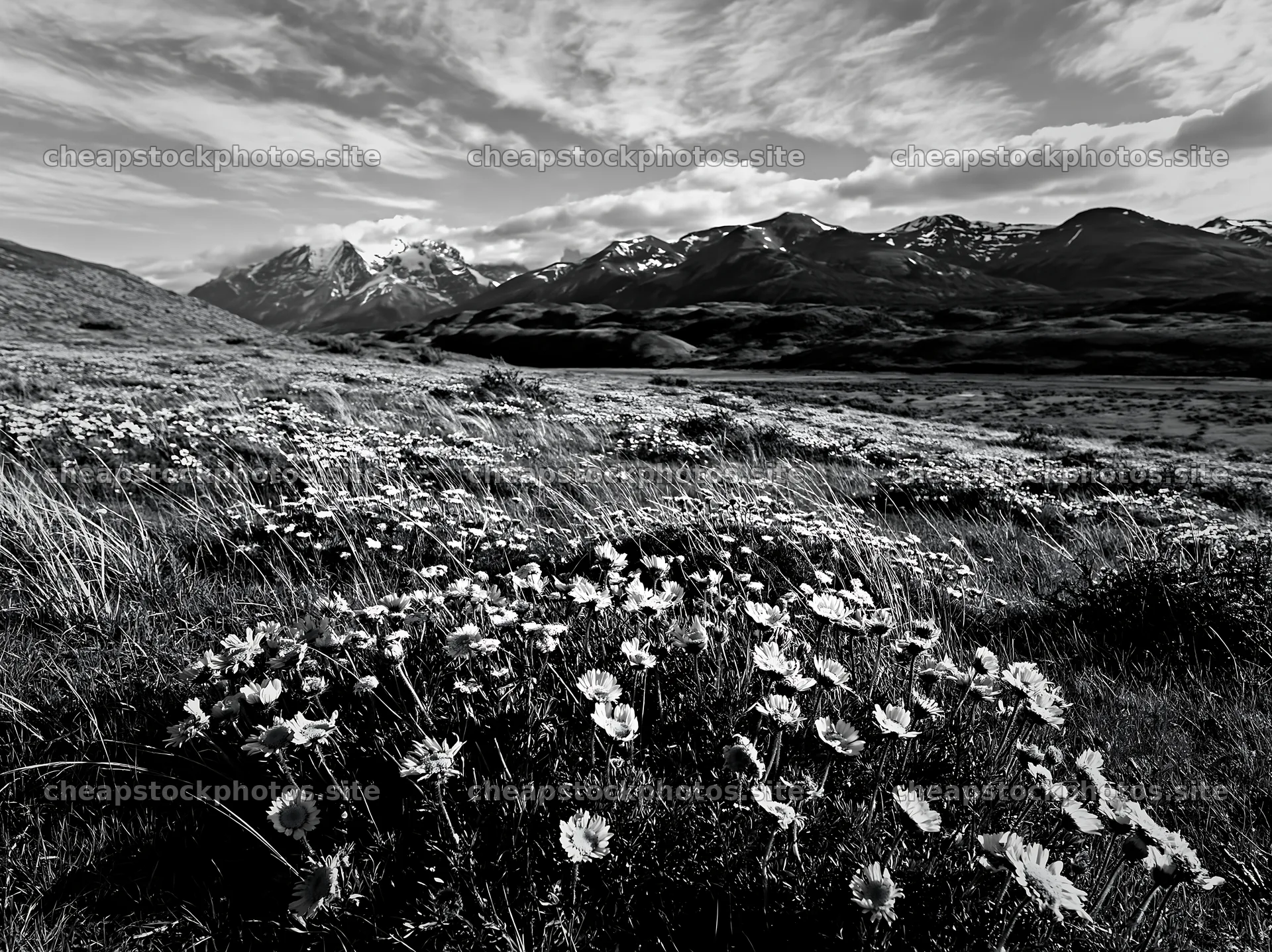 Rolling valley with flowers and mountains in black and white – stock photos 9174x6866