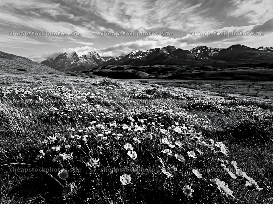 Rolling valley with flowers and mountains in black and white – stock photos 9174x6866