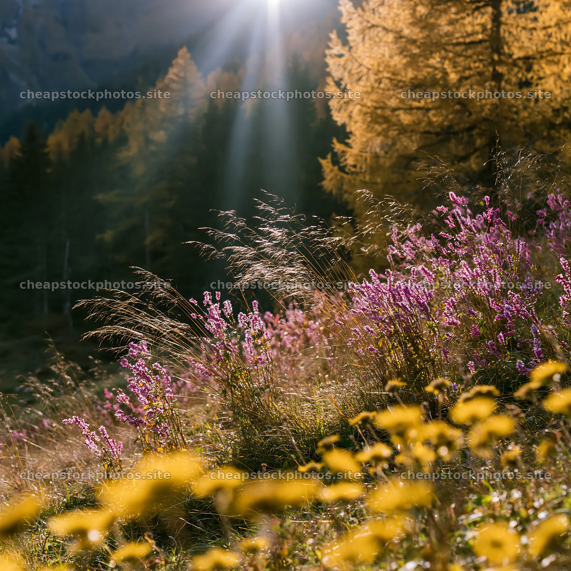 Light rays stream through trees in Lauterbrunnen Valley meadow – stock photos 7938x7938