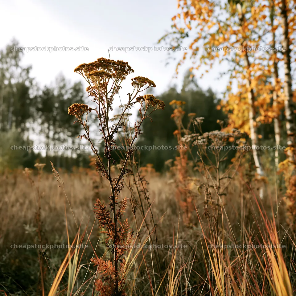 Birch forest meadow with dry plants in autumn light – stock photos 7938x7938