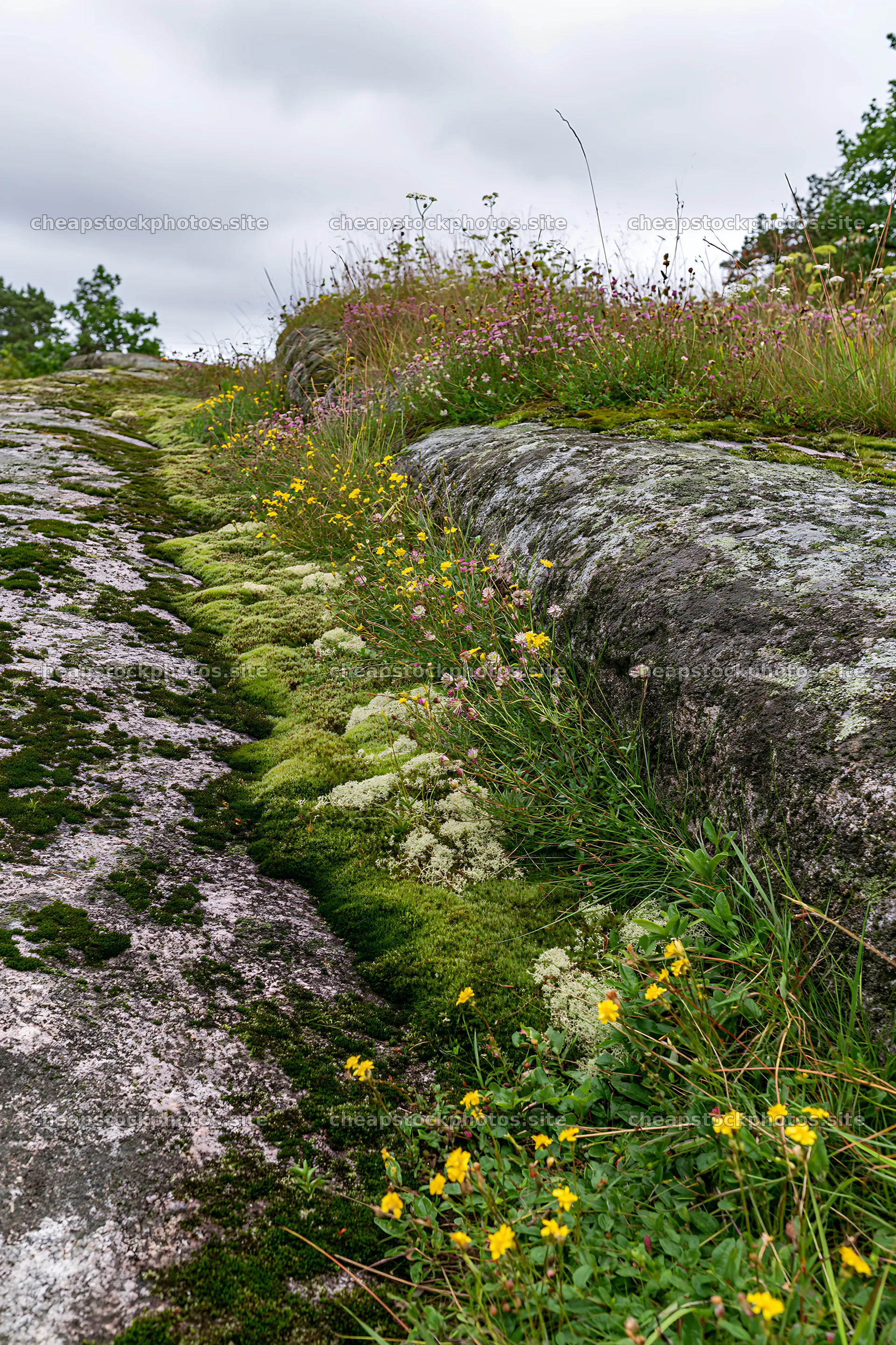 Mossy boulder meadow with wildflowers and lush greenery – stock photos 6480x9722