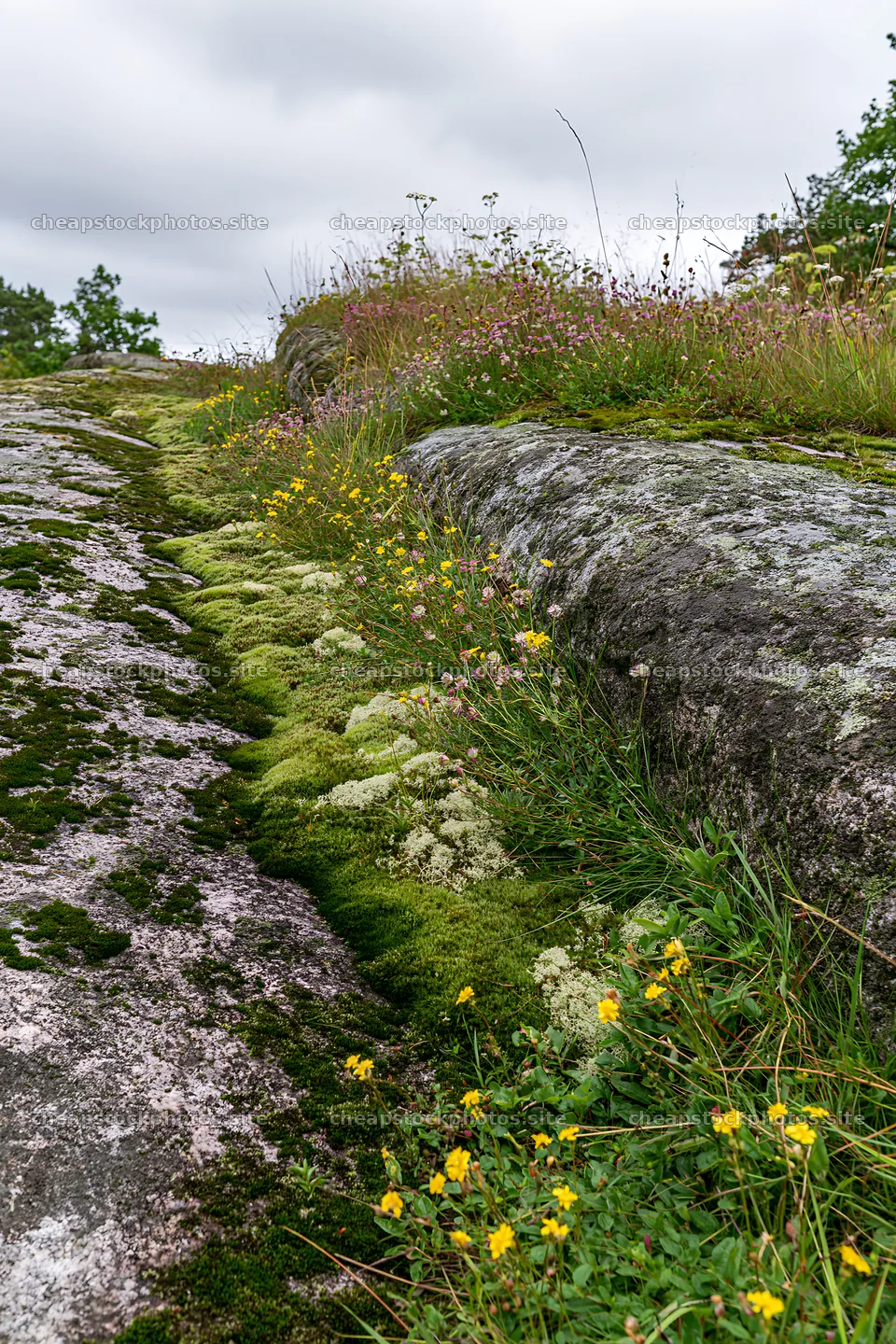 Mossy boulder meadow with wildflowers and lush greenery – stock photos 6480x9722