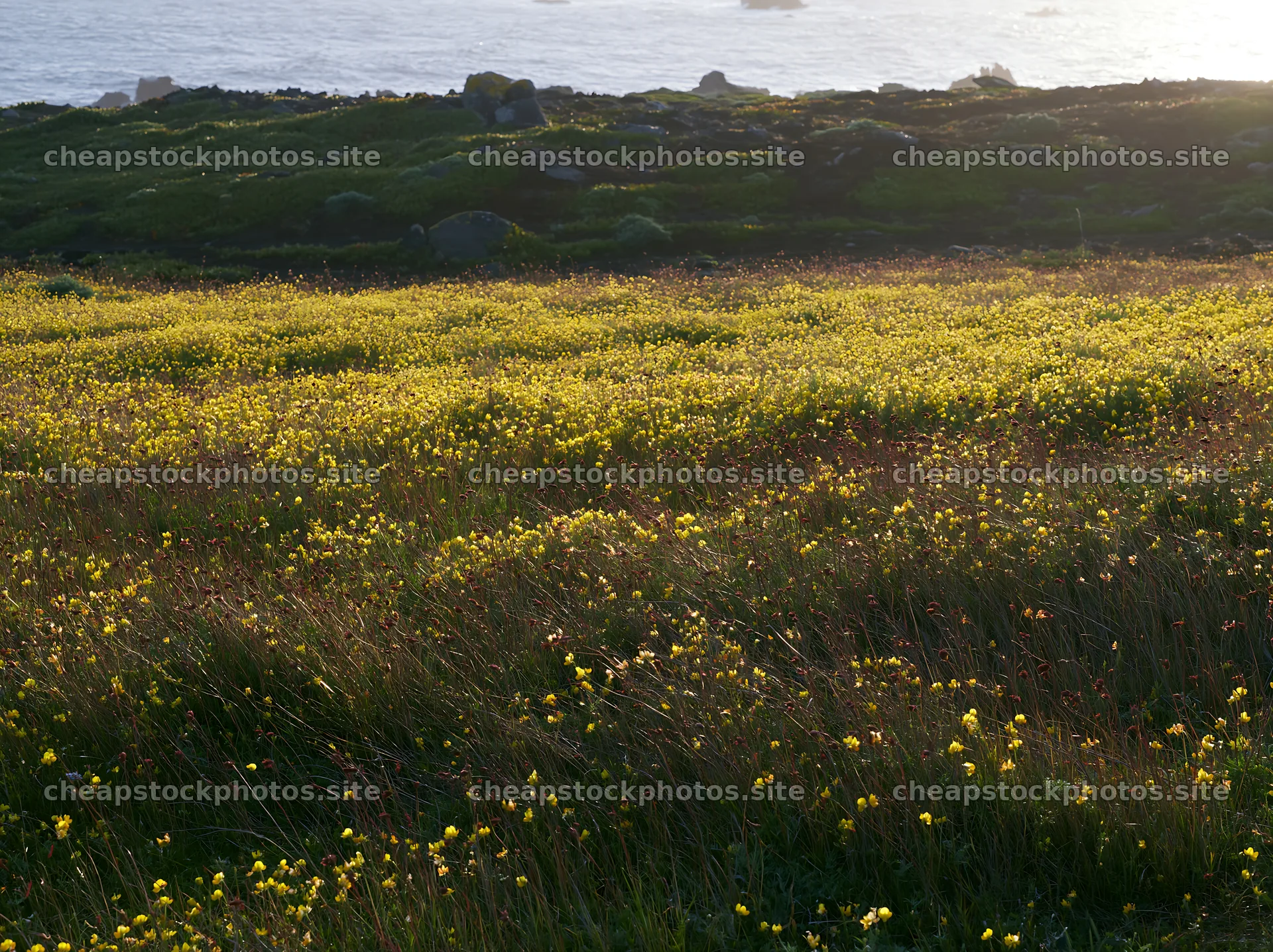 Yellow flowers in a Portuguese meadow above the Atlantic coast – stock photos 9174x6866