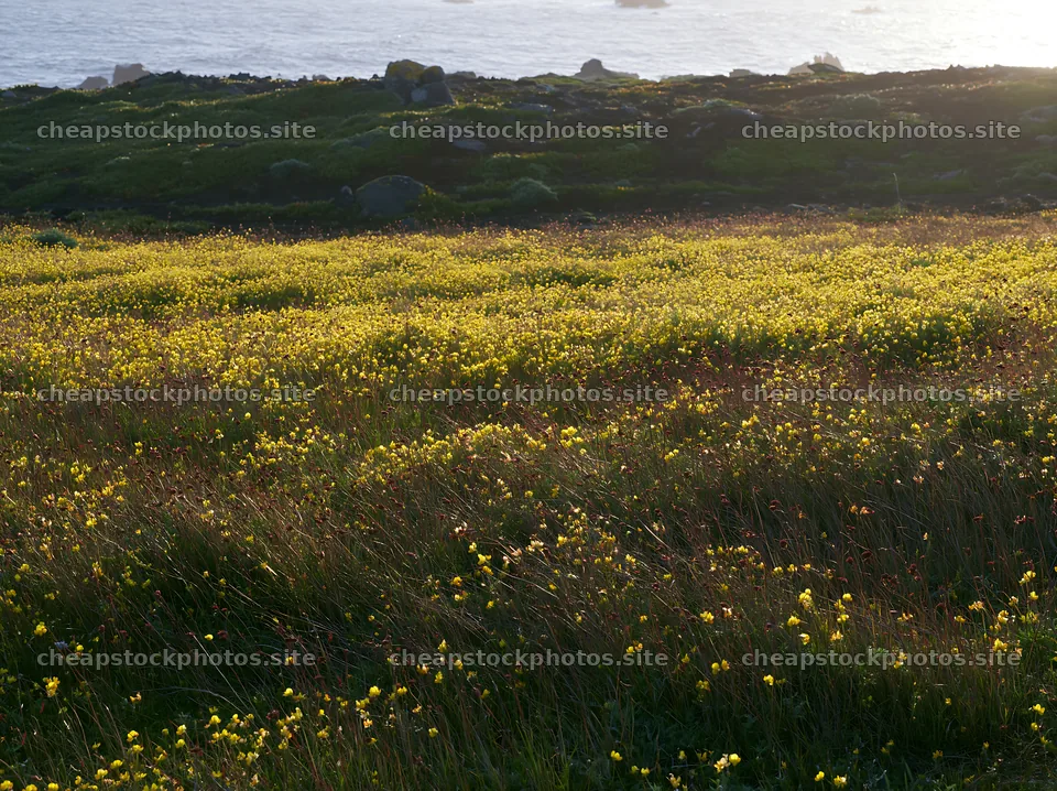 Yellow flowers in a Portuguese meadow above the Atlantic coast – stock photos 9174x6866