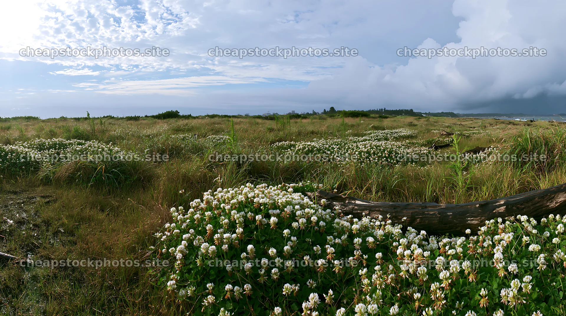 Chiba coastal climate meadow with driftwood in the foreground – stock photos 10608x5938