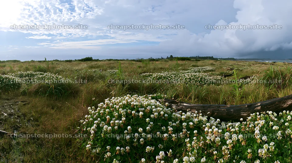 Chiba coastal climate meadow with driftwood in the foreground – stock photos 10608x5938