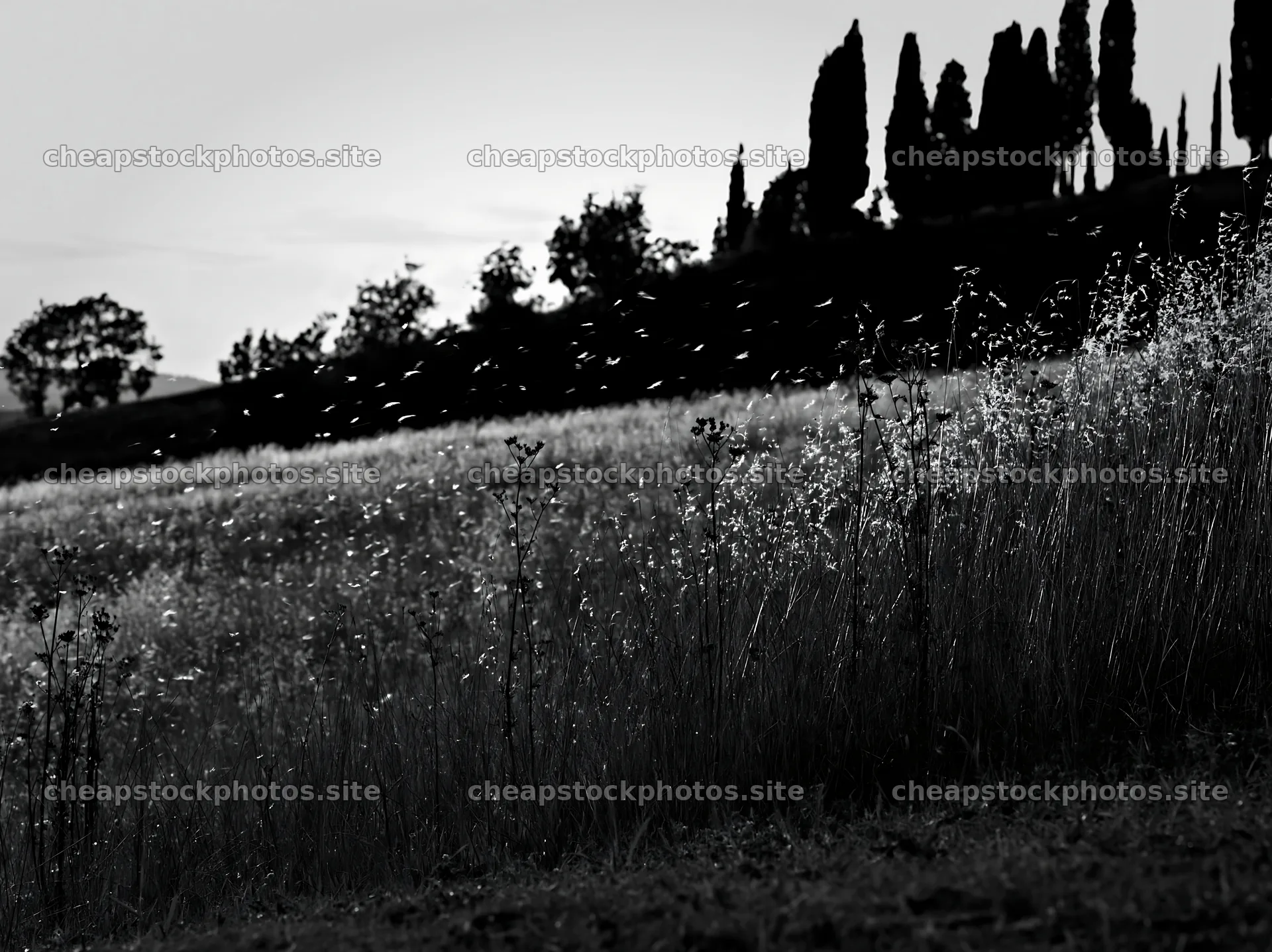 Tall grass meadow with shadows from trees at sunset – stock photos 9174x6866