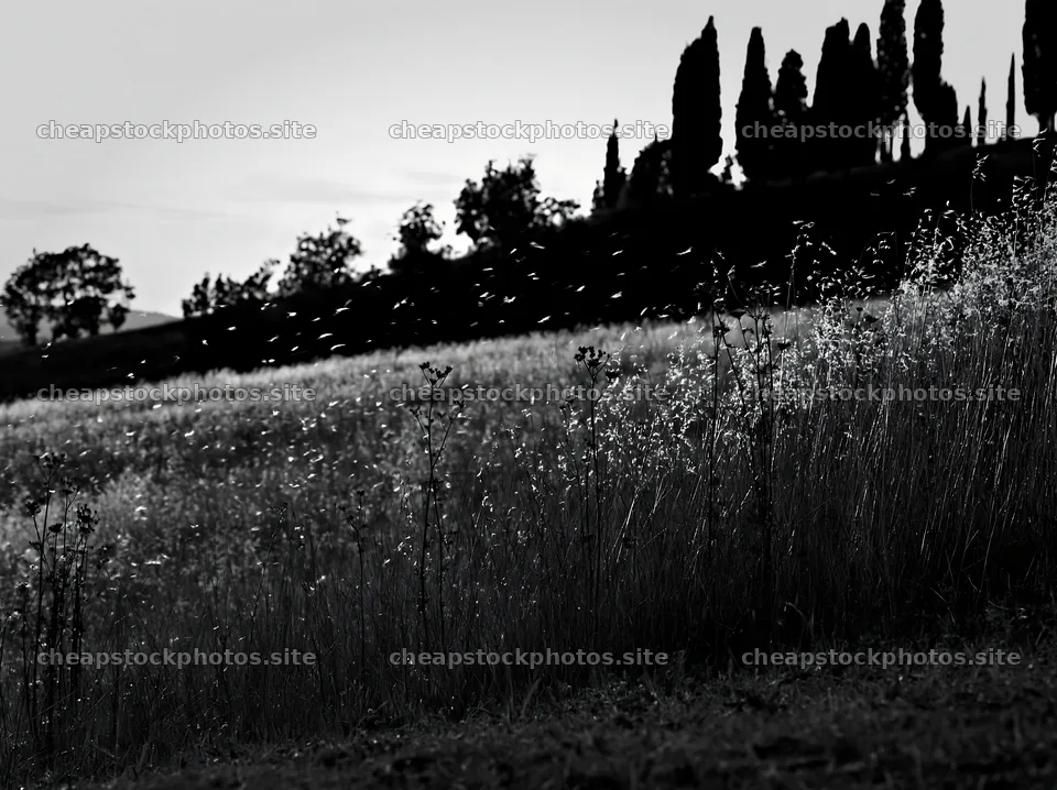 Tall grass meadow with shadows from trees at sunset – stock photos 9174x6866