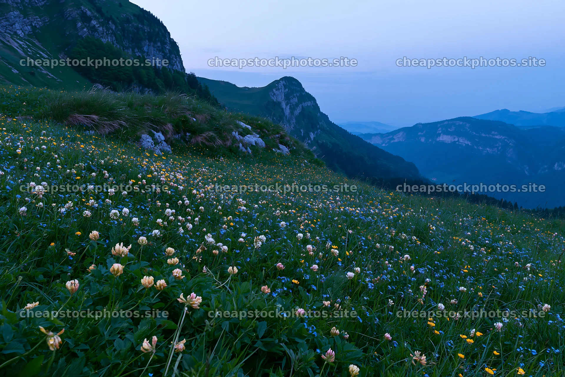Clover speedwell meadow with mountains during twilight – stock photos 9722x6480