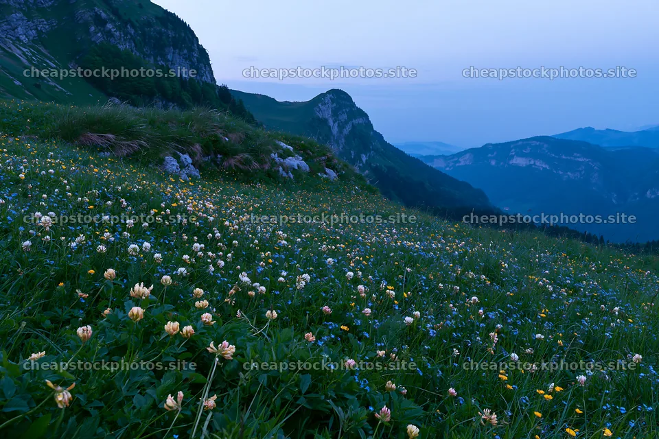 Clover speedwell meadow with mountains during twilight – stock photos 9722x6480