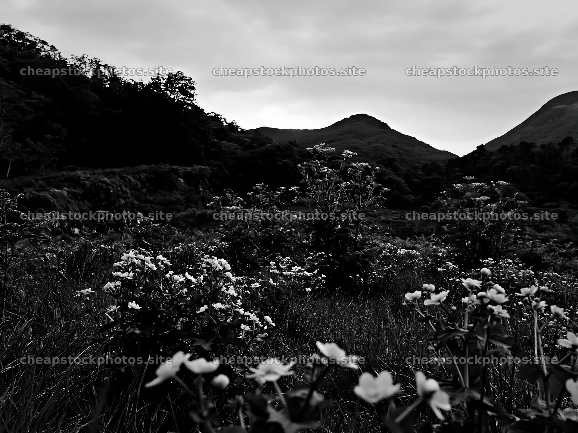 Star-filled meadow under a cloudy sky at dusk – stock photos 9174x6866