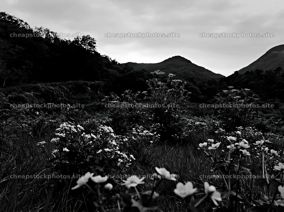 Star-filled meadow under a cloudy sky at dusk – stock photos 9174x6866