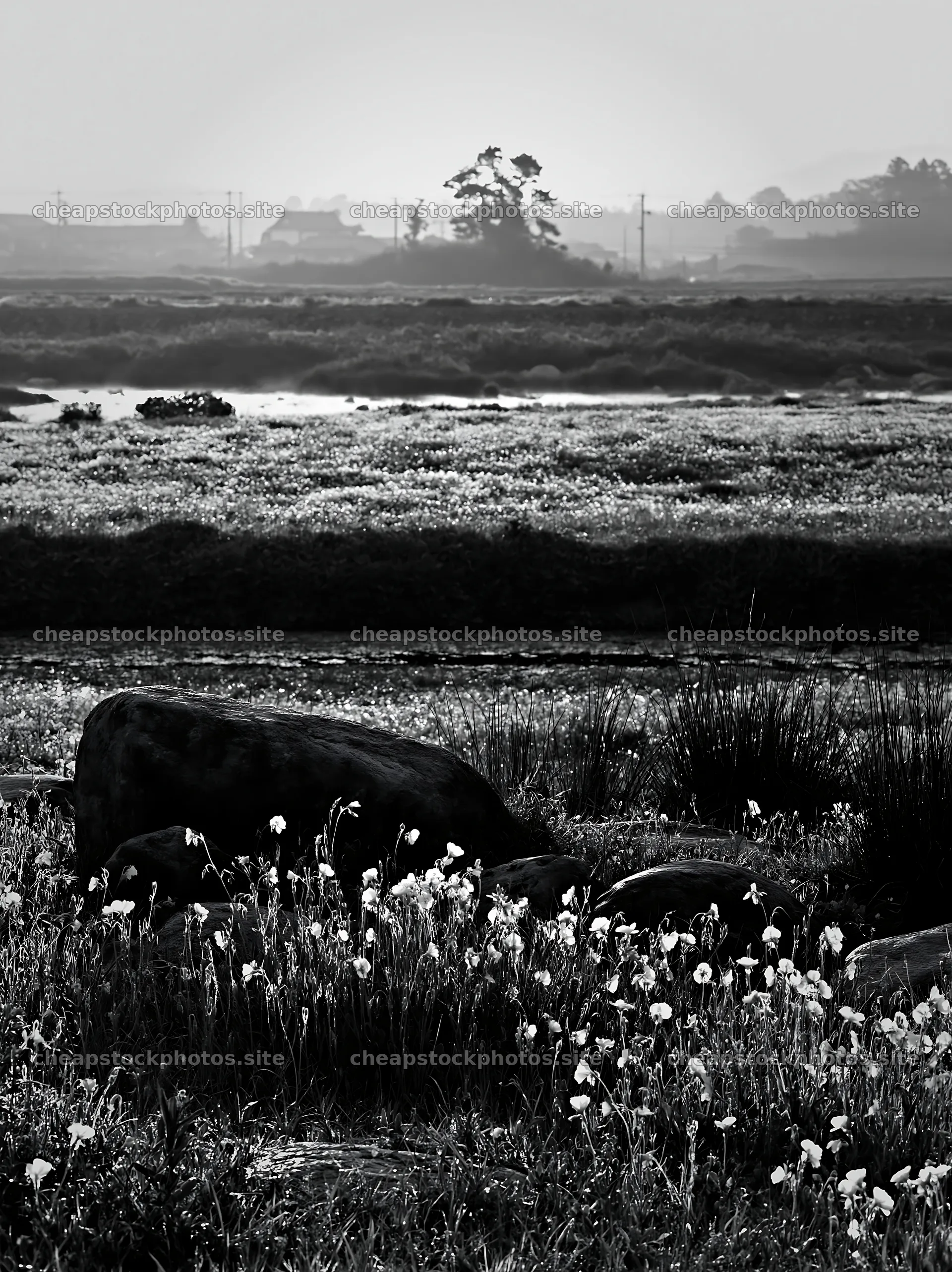 Spring wildflower meadow with stones in Kyoto – stock photos 6866x9174