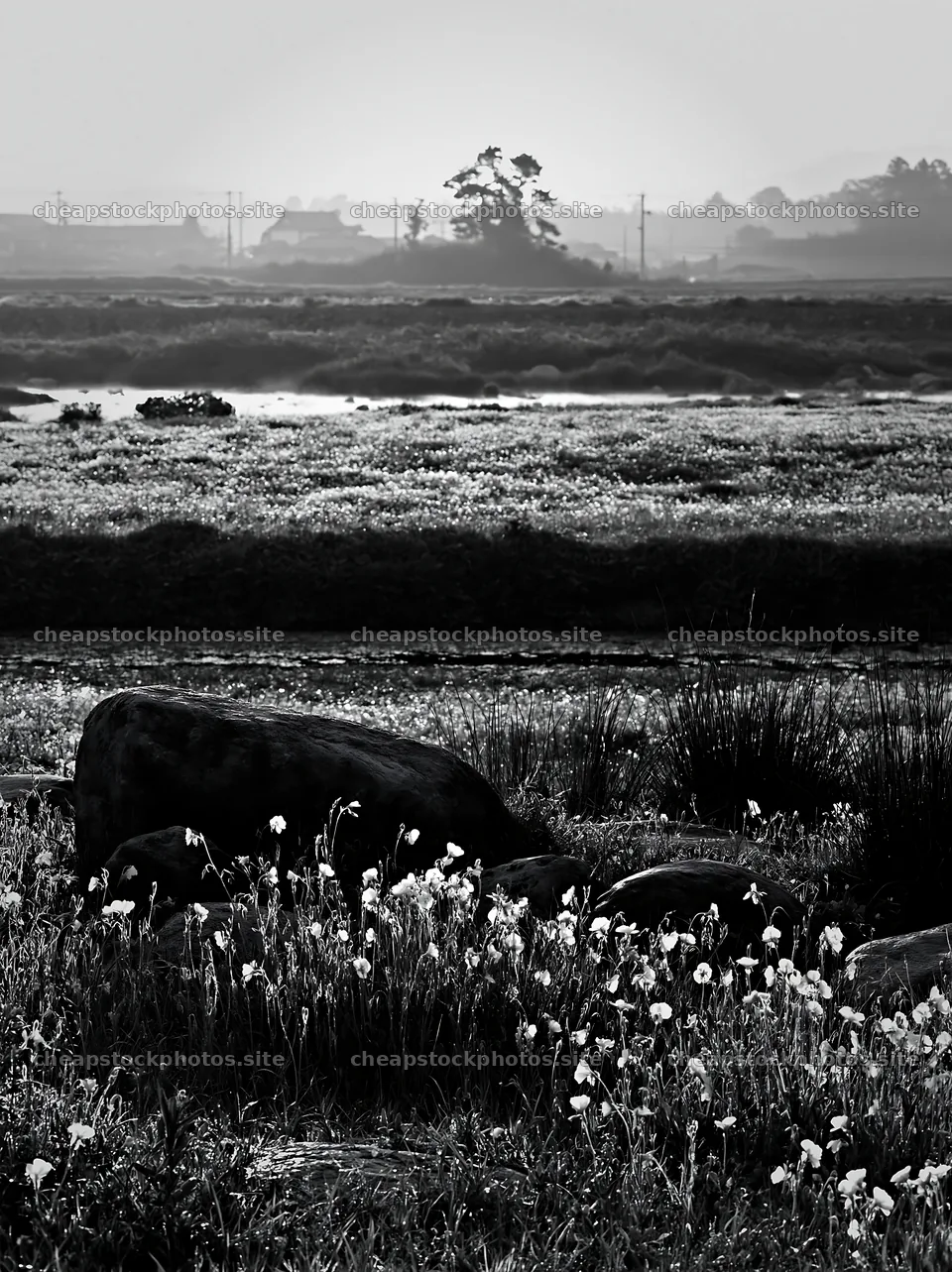Spring wildflower meadow with stones in Kyoto – stock photos 6866x9174
