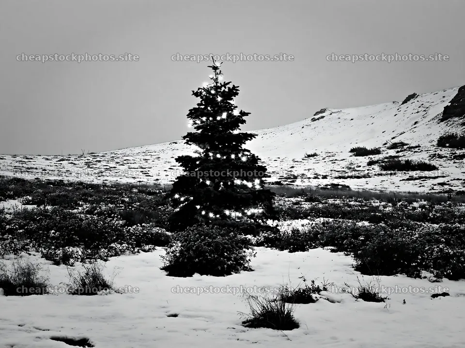 Decorated Christmas tree in snowy meadow at dusk – stock photos 9174x6866