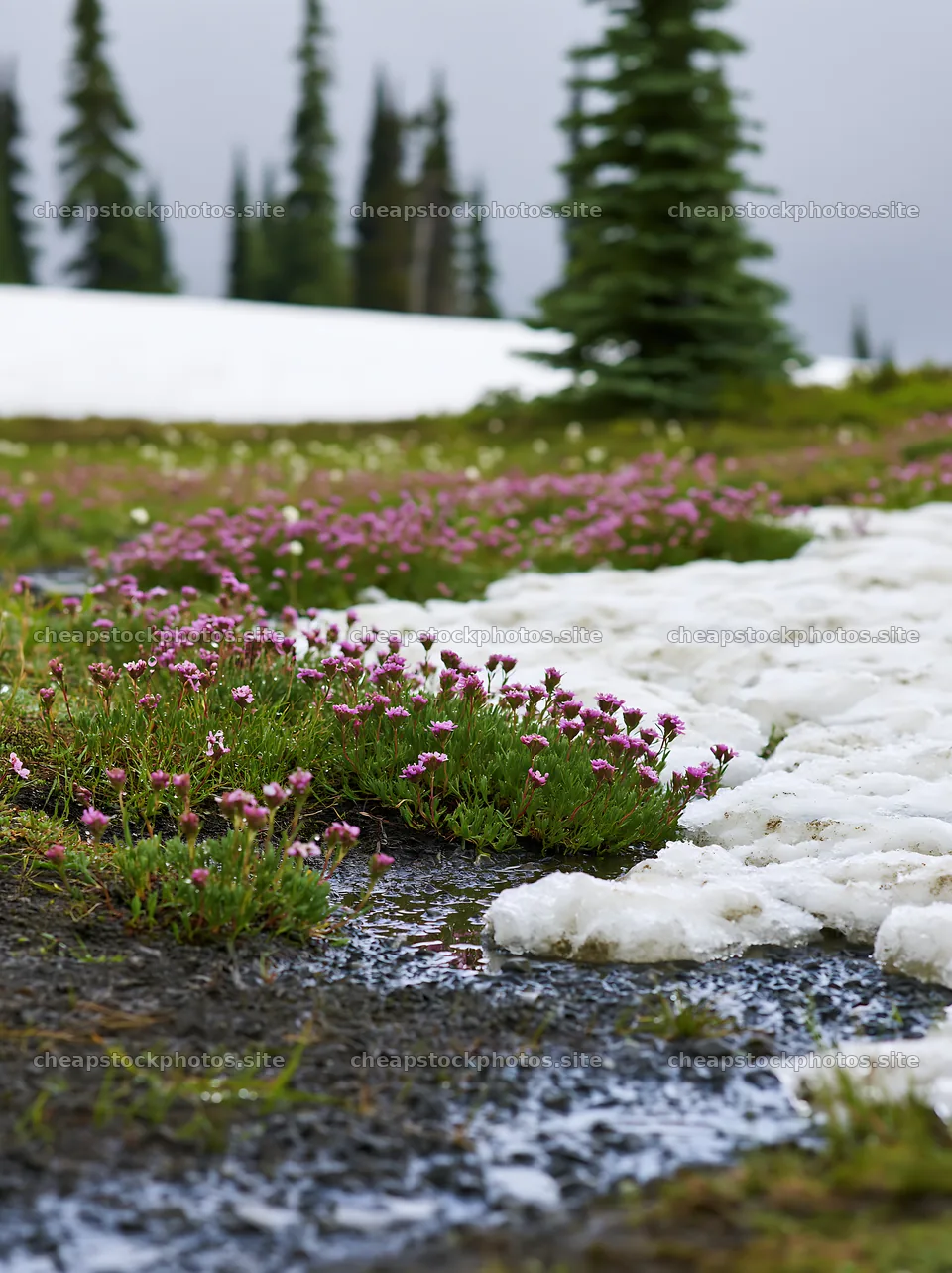 Flowering plants in a snowmelt meadow during early spring – stock photos 6866x9174