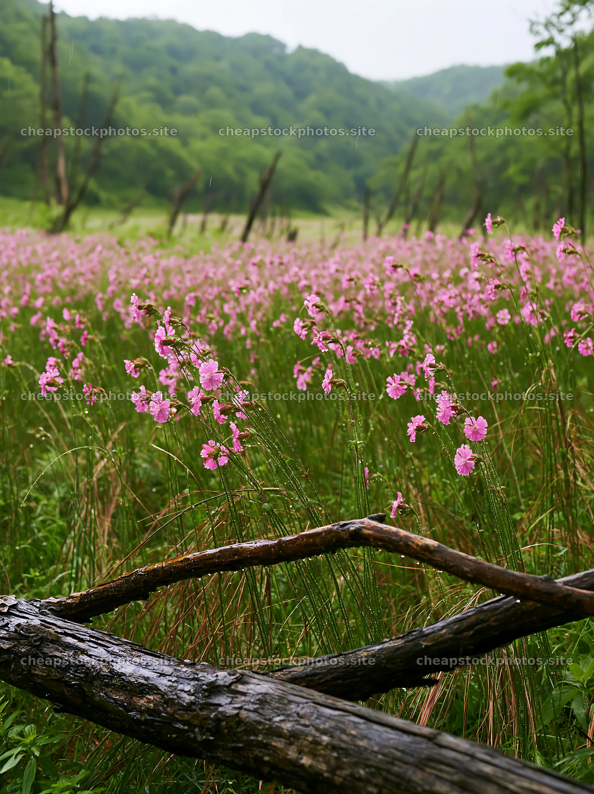 Yamagata rewilded meadow with fallen branch and pink flowers – stock photos 6866x9174