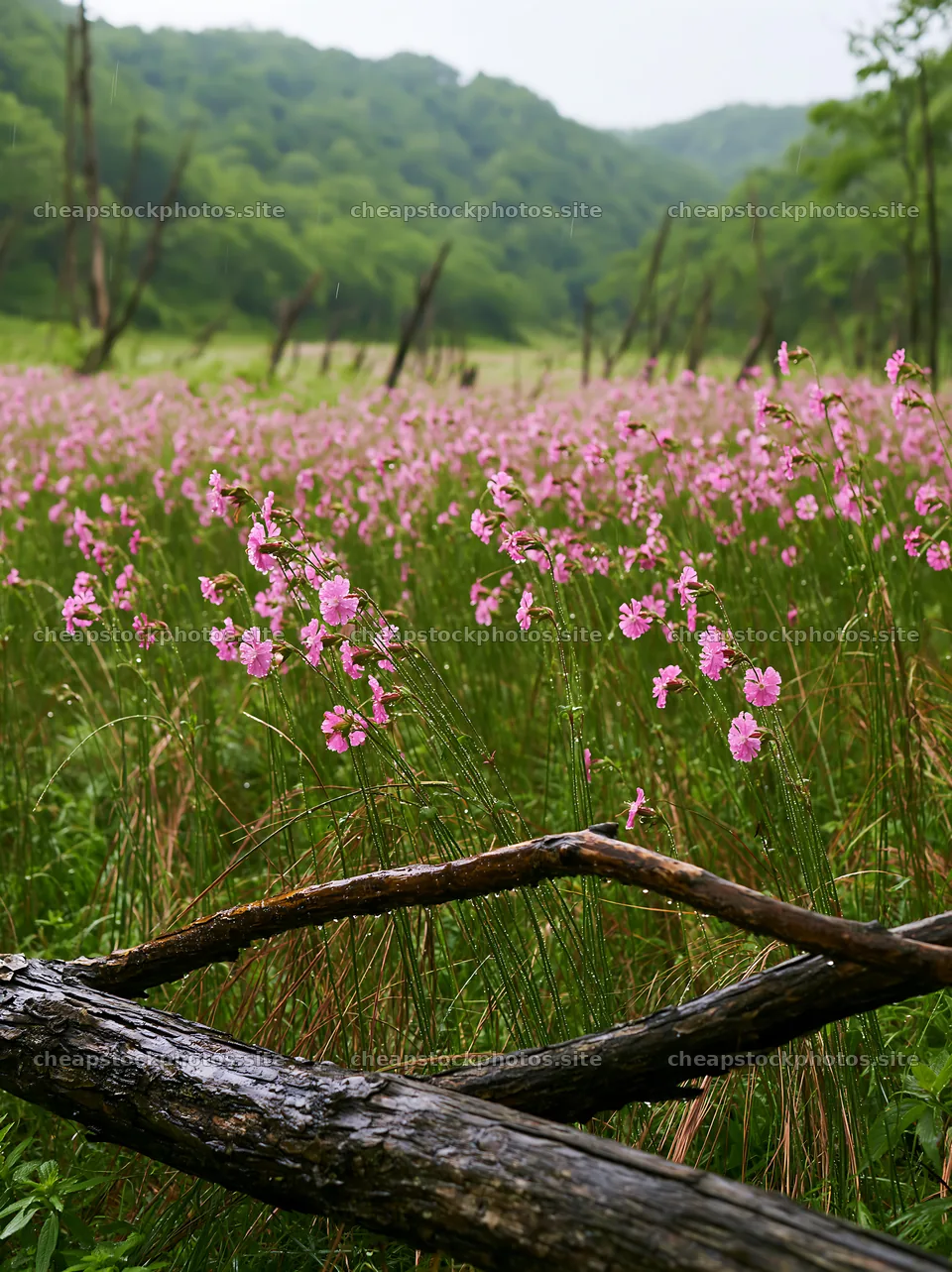 Yamagata rewilded meadow with fallen branch and pink flowers – stock photos 6866x9174