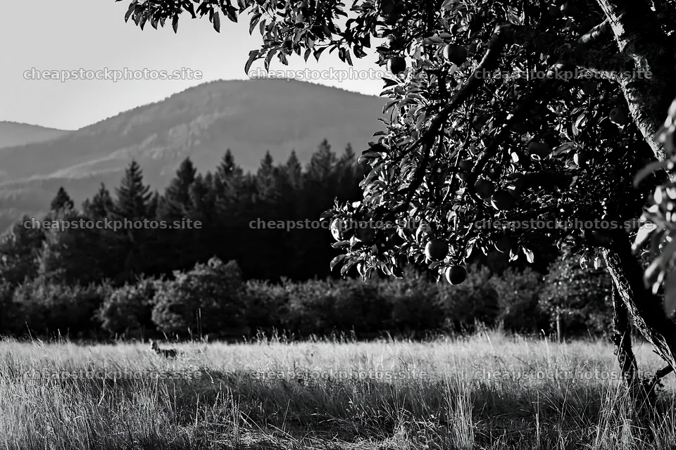 Apple meadow at sunset with distant mountains – stock photos 9722x6480