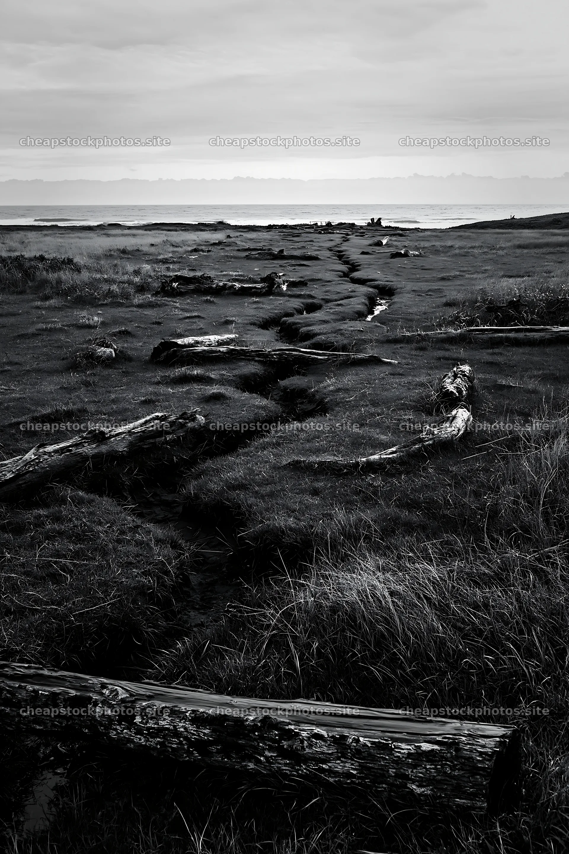 Ishikawa coastal meadow storm washed driftwood on grass – stock photos 6480x9722
