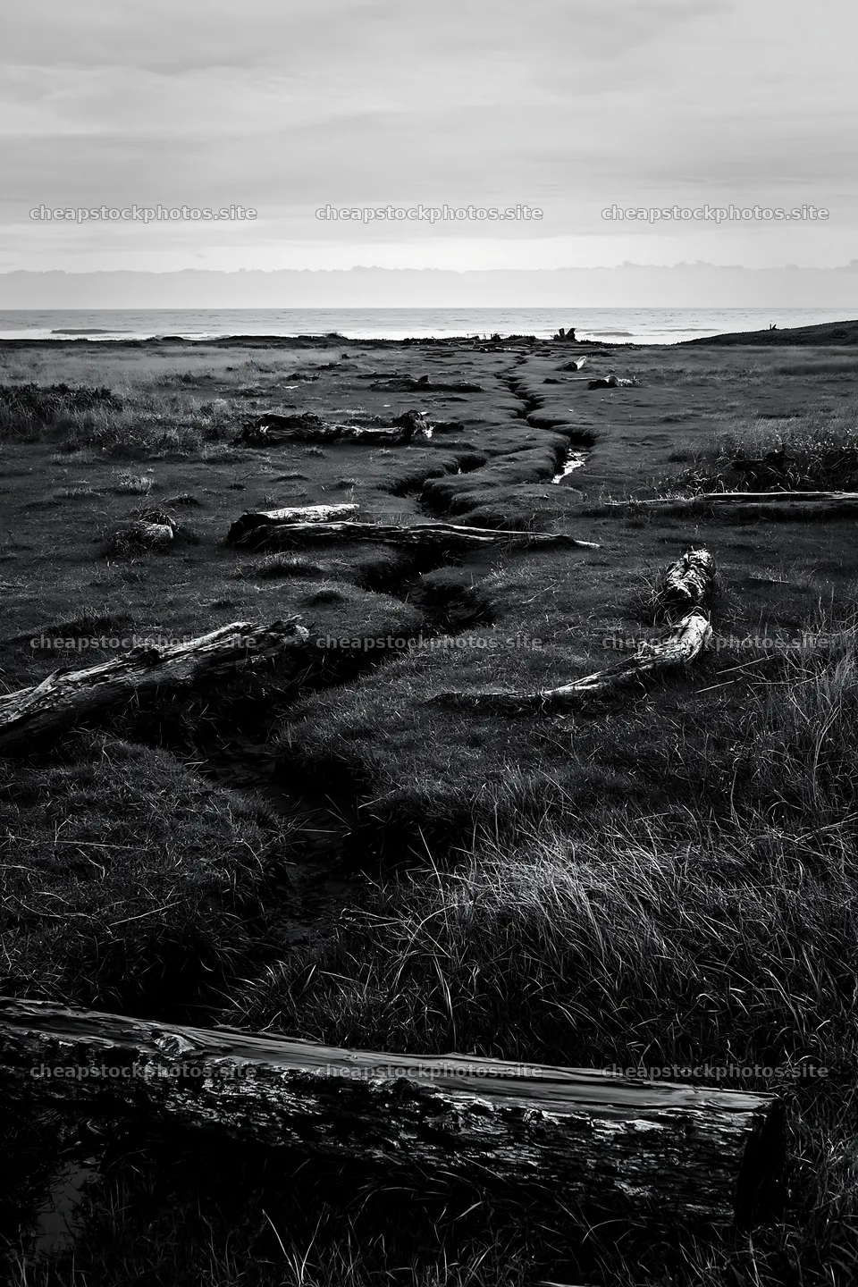 Ishikawa coastal meadow storm washed driftwood on grass – stock photos 6480x9722